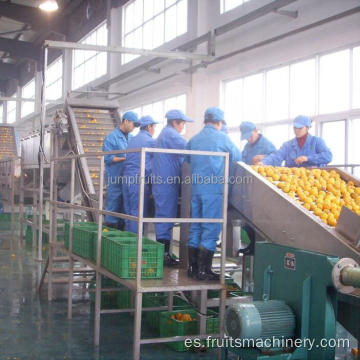 Clasificación de limón de fábrica Mahcine